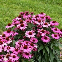 ConeFlower seeds for Planting - Cut Flower Favorite, Heirloom & GMO Free Seeds for Home Garden