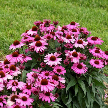 ConeFlower seeds for Planting - Cut Flower Favorite, Heirloom & GMO Free Seeds for Home Garden