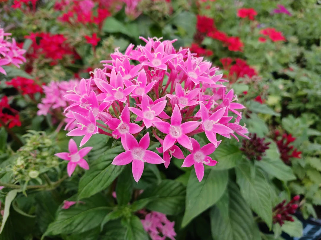 Pink Serpentina Flower seeds for Planting Low Maintenance Heirloom & GMO Free Seeds for Home Garden 
 
 Sale