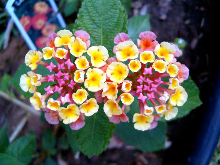 Pink Yellow Lantana Flower seeds for Planting - Wildflower Mix, Heirloom & GMO Free Seeds for Home Garden