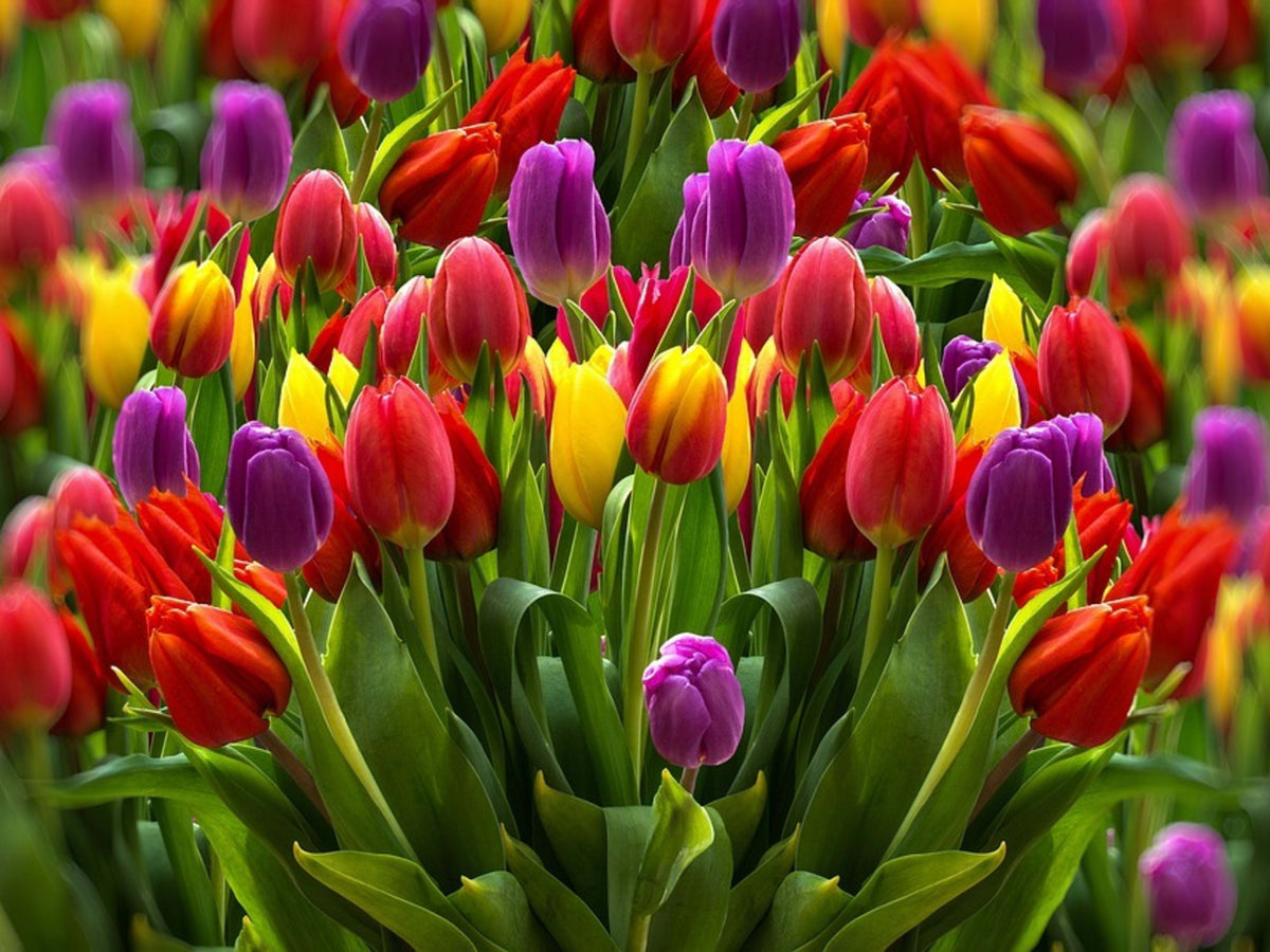 Tulip (Tulip Flower) seeds for planting in home garden