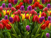 Rainbow Tulip Flower seeds for Planting Premium Quality Heirloom & GMO Free Seeds for Home Garden