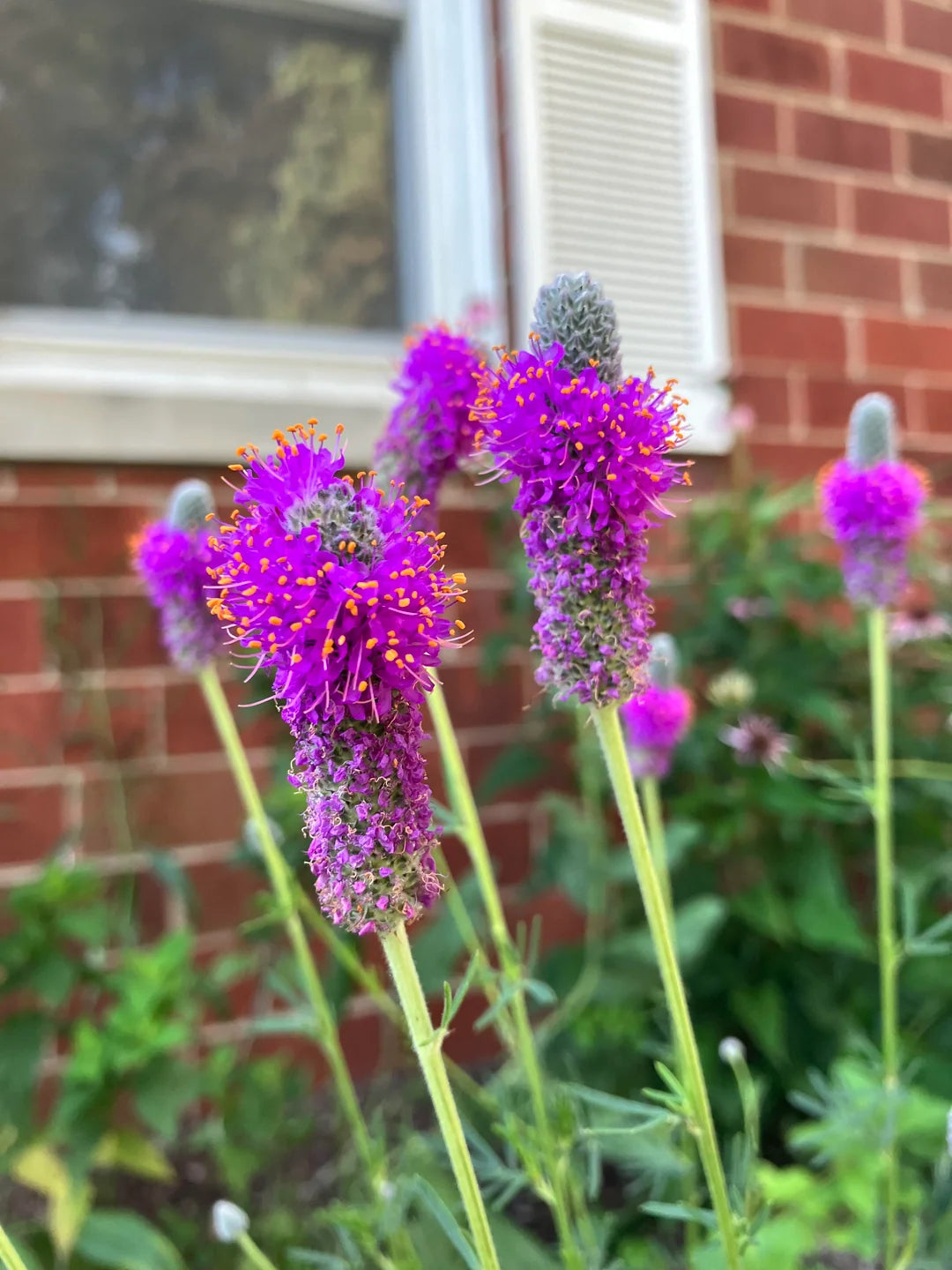 Planting Dalea Purpurea Seeds for Stunning Purple Flowers