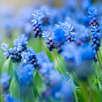 Blue Perennial Flower seeds for Planting Cut Flower Favorite Heirloom & GMO Free Seeds for Home Garden