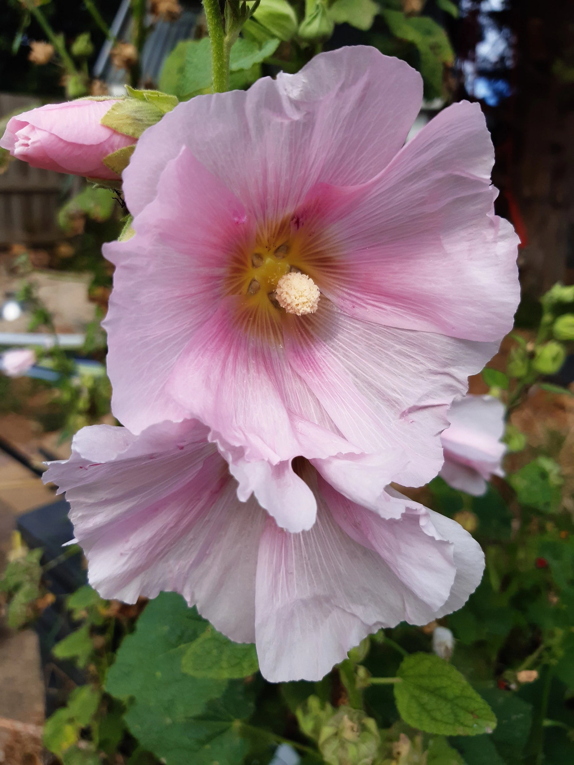 Pale Pink Hollyhock Flower seeds for Planting - Long Bloom Season, Heirloom & GMO Free Seeds for Home Garden