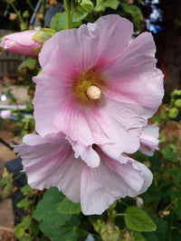 Pale Pink Hollyhock Flower seeds for Planting - Long Bloom Season, Heirloom & GMO Free Seeds for Home Garden