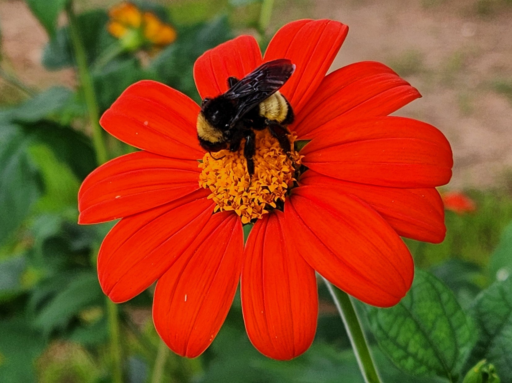 Mexican SunFlower seeds for Planting Shade Tolerant Heirloom & GMO Free Seeds for Home Garden