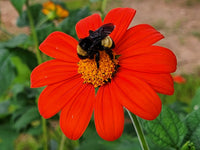 Mexican SunFlower seeds for Planting Shade Tolerant Heirloom & GMO Free Seeds for Home Garden