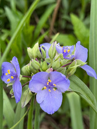Spiderwort Shimmer Flower seeds for Planting Pollinator Friendly Heirloom & GMO Free Seeds for Home Garden 
 
 Sale