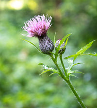 Cirsium Muticum Flower for Planting Vibrant Colors Heirloom & GMO Free Seeds for Home Garden