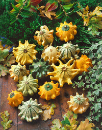 Thorn gourd vines growing from seeds