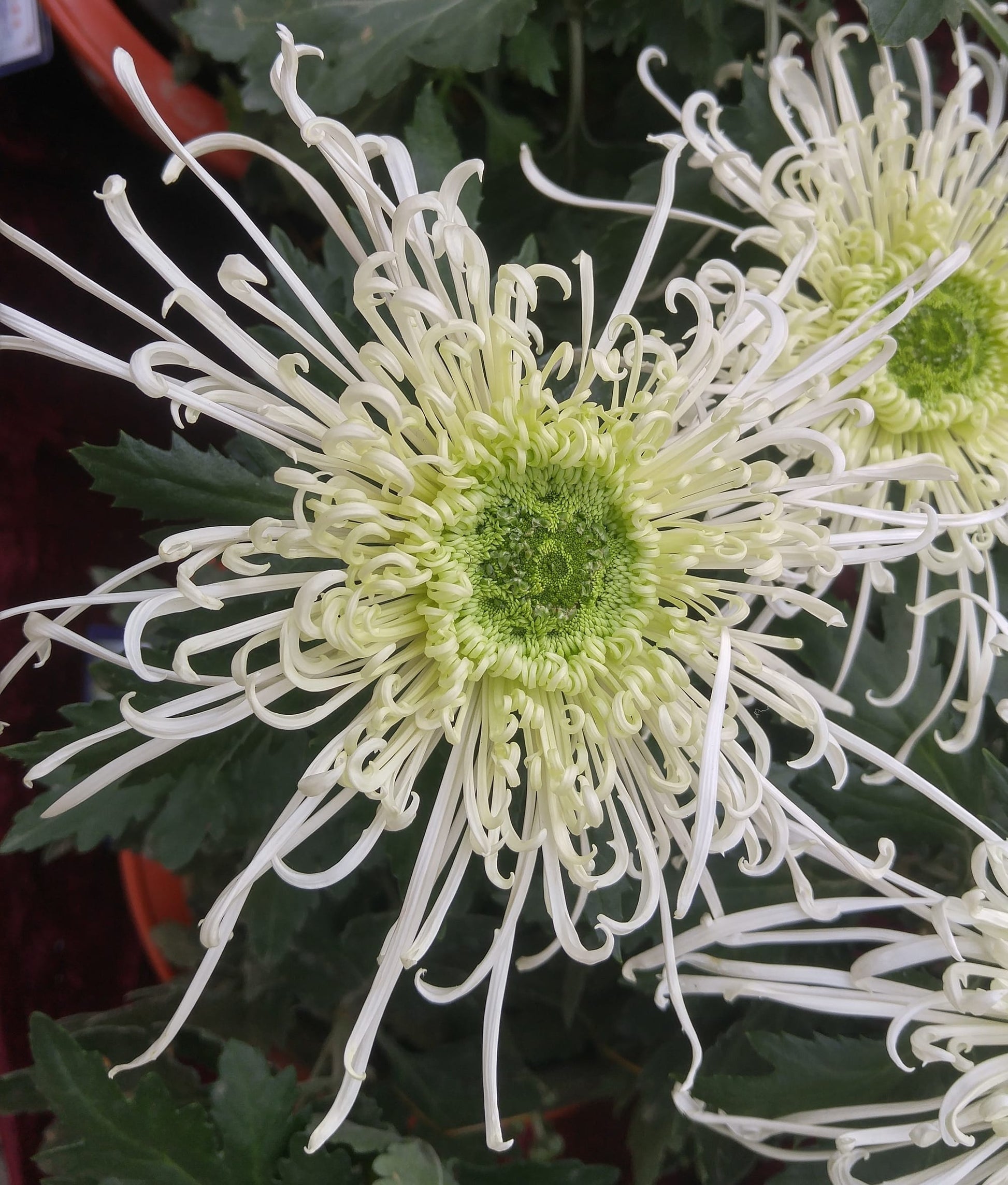 Japan Spider Chrysanthemums Seeds for Planting - Unique Floral Beauty
