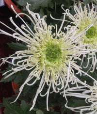 Japan Spider Chrysanthemums Seeds for Planting - Unique Floral Beauty