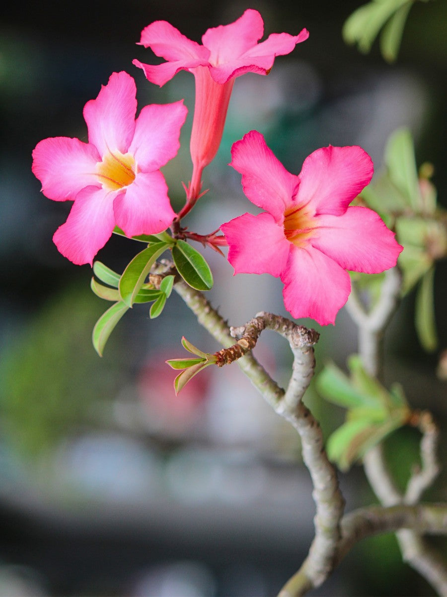 Rare Red Desert Rose Seeds – Unique, Hardy Desert Flower for Your Garden