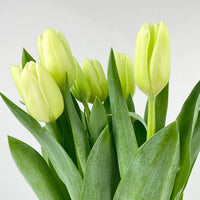 Light Green Tulip Flower Seeds for Planting – Bright Blooms Heirloom & NonGMO Seeds
 
 Sale