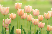 Peach Tulip Flower Seeds Compact Growth Heirloom & GMO Free Seeds for Home Garden
 
 Sale