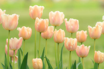 Peach Tulip Flower Seeds Compact Growth Heirloom & GMO Free Seeds for Home Garden
 
 Sale