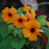 Thunbergia Flower seeds for Planting Drought Tolerant Heirloom & GMO Free Seeds for Home Garden