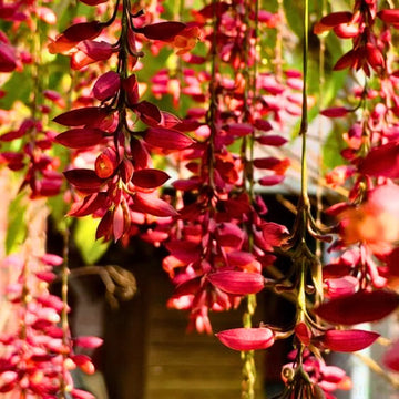 Thunbergia Coccinea Seeds for Planting