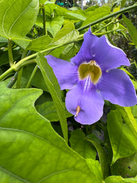 Thunbergia Flower seeds for Planting Easy to Grow Heirloom & GMO Free Seeds for Home Gardan