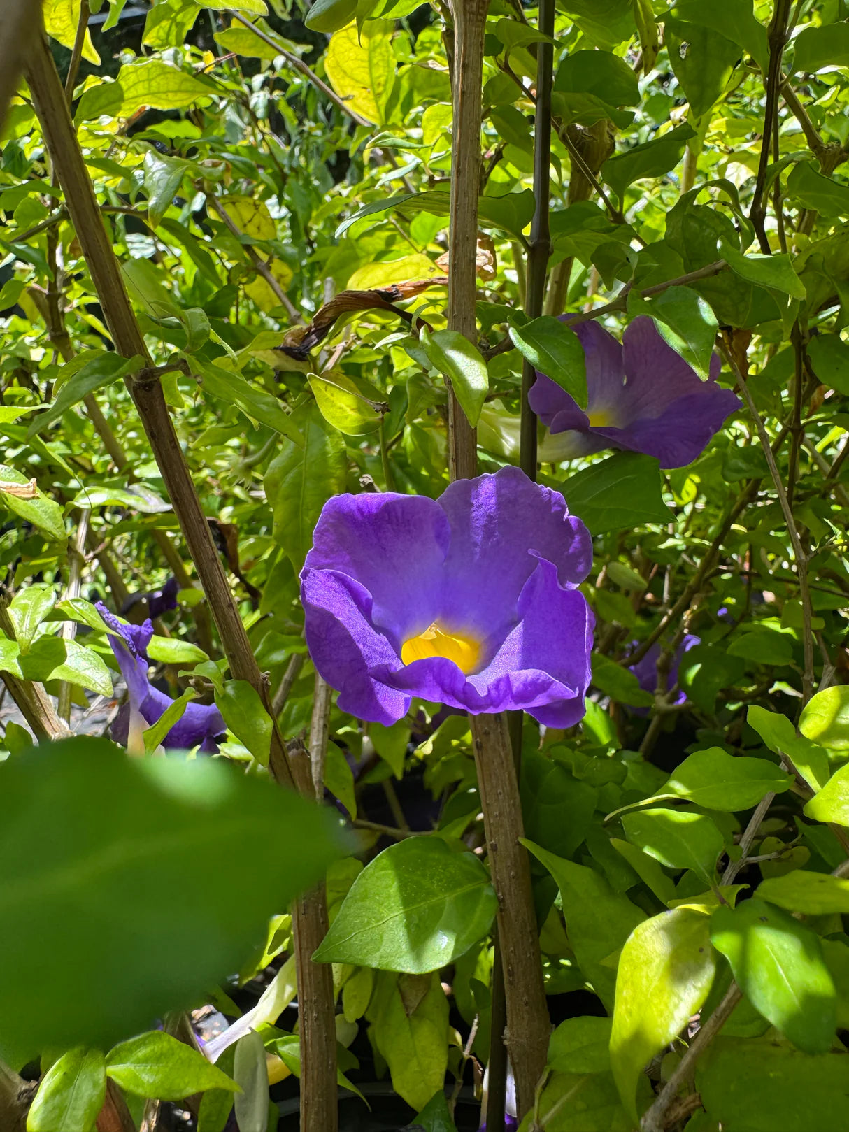 Thunbergia Flower Seeds for Vibrant Garden Planting