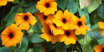 Heirloom Thunbergia Flower seeds for Planting Seasonal Bloomer Heirloom & GMO Free Seeds for Home Garden