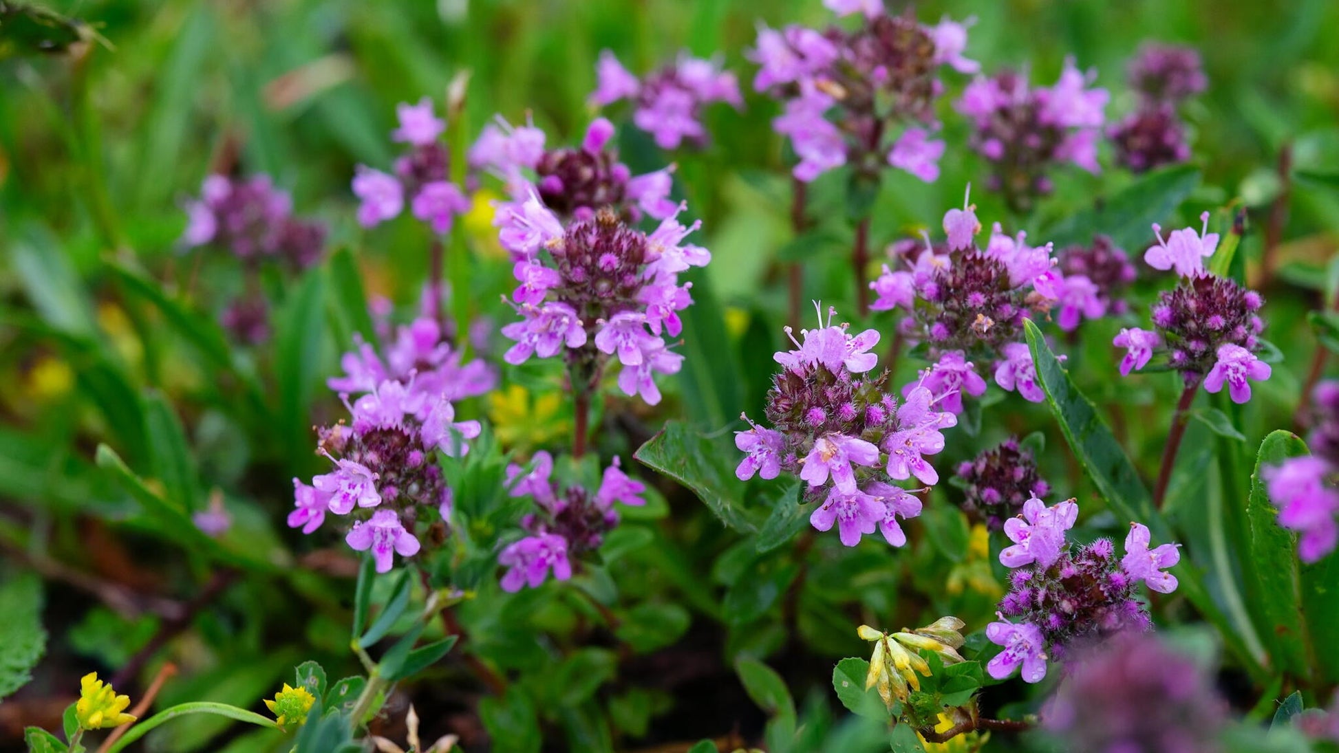 Thymus Serpyllum Flower seeds for Planting Bright Blooms Heirloom & GMO Free Seeds for Home Garden