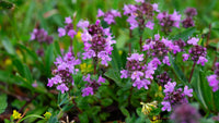 Thymus Serpyllum Flower seeds for Planting Bright Blooms Heirloom & GMO Free Seeds for Home Garden