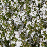Thymus Fragrantissimu Flower seeds for Planting Cottage Garden Essential Heirloom & GMO Free Seeds for Home Garden