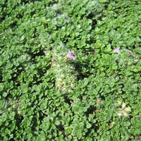 Thymus serpyllum Creeping Thyme in rock garden sunlight