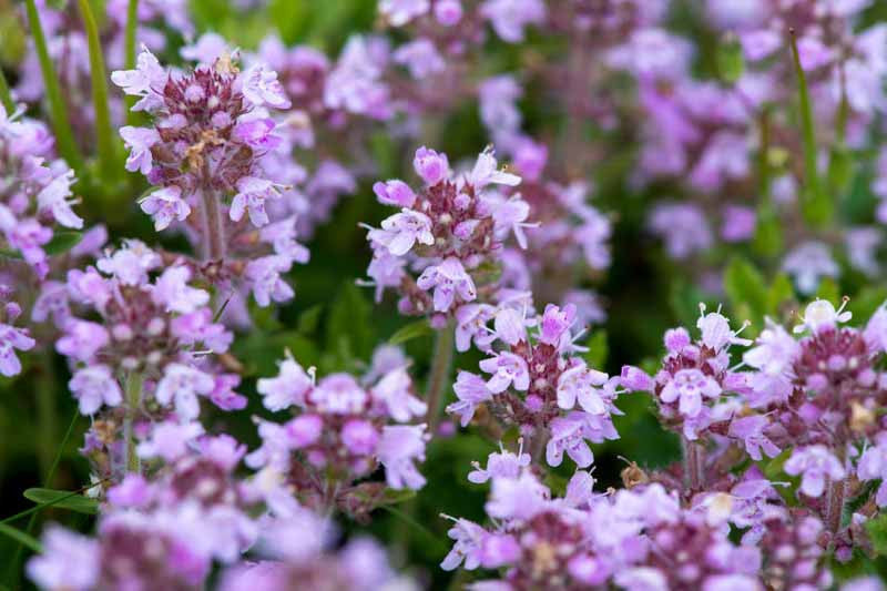 Violet Serpyllum Flower seeds for Planting - Cut Flower Favorite, Heirloom & GMO Free Seeds for Home Garden