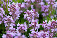 Violet Serpyllum Flower seeds for Planting - Cut Flower Favorite, Heirloom & GMO Free Seeds for Home Garden