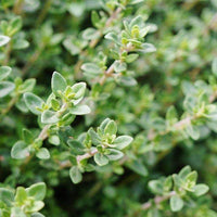 Thymus vulgaris Winter Thyme growing in containers