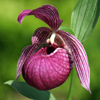 Purple Cypripedium Macranthos Flower seeds for Planting Wildflower Mix Heirloom & GMO Free Seeds for Home Garden
 
 Sale