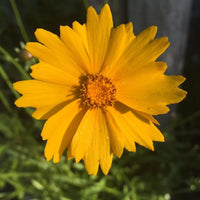 Tickseed Flower seeds for Planting Premium Quality Heirloom & GMO Free Seeds for Home Garden 
 
 Sale