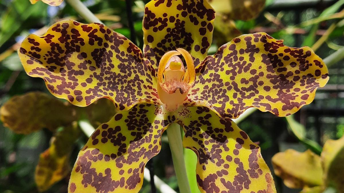 Tiger Orchid Flower seeds for Planting - Seasonal Bloomer, Heirloom & GMO Free Seeds for Home Garden