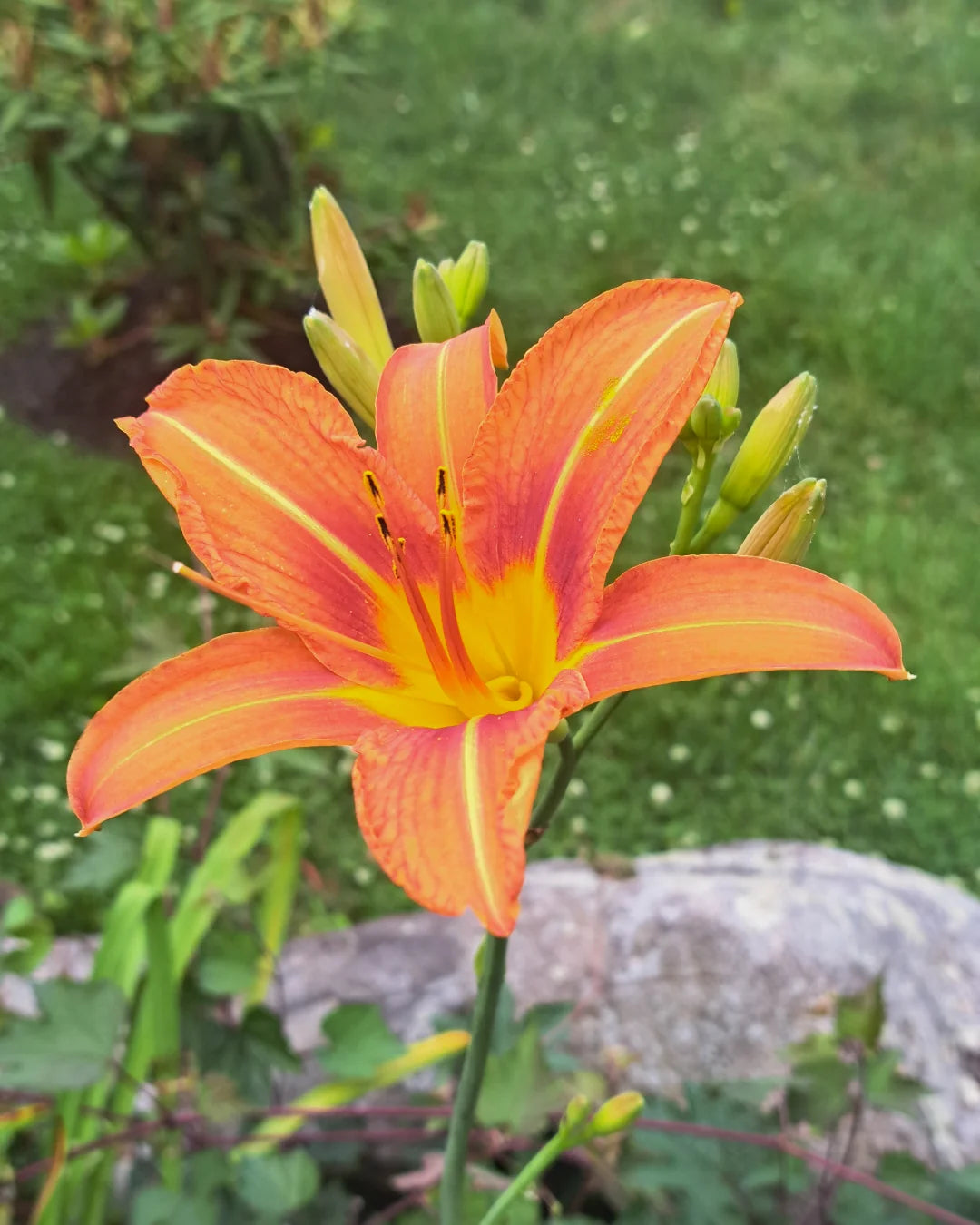 Di Giglio Flower Seeds for Easy Planting