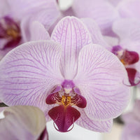 White Violet Phalaenopsis Orchid Flower seeds for Planting - Drought Tolerant, Heirloom & GMO Free Seeds for Home Garden