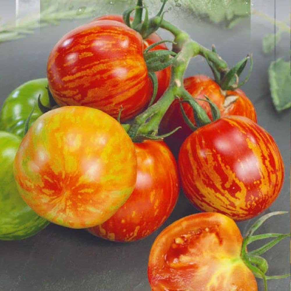 Tigerella tomato plant growing in home garden vegetable patch