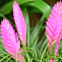 Tillandsia Cyanea Bonsai Flower seeds for Planting Fragrant Blossoms Heirloom & GMO Free Seeds for Home Garden