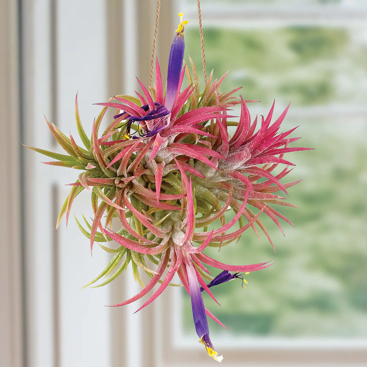 Tillandsia Ionantha Flower seeds for Planting Vibrant Colors Heirloom & GMO Free Seeds for Home Garden