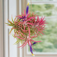 Tillandsia Ionantha Flower seeds for Planting Vibrant Colors Heirloom & GMO Free Seeds for Home Garden