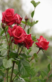 Timeless Beauty Rose Blooms in Full Garden Display