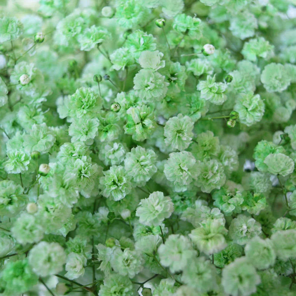 Green Gypsophila Flower seeds for Planting - Sun Loving, Heirloom & GMO Free Seeds for Home Garden