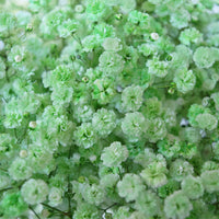 Green Gypsophila Flower seeds for Planting - Sun Loving, Heirloom & GMO Free Seeds for Home Garden