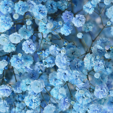 Blue Gypsophila Flower seeds for Planting - Hardy Variety, Heirloom & GMO Free Seeds for Home Garden