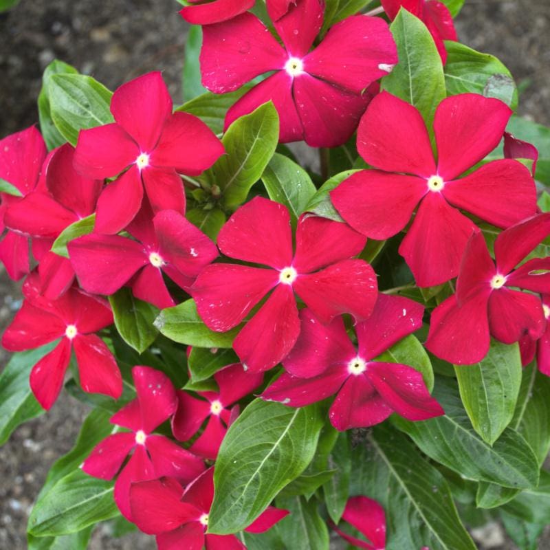 Red Vinca Flower seeds for Planting - Vibrant Colors, Heirloom & GMO Free Seeds for Home Garden