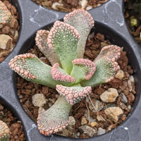 Titanopsis Fulleri Flower seeds for Planting - Low Maintenance, Heirloom & GMO Free Seeds for Home Garden