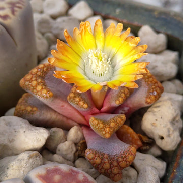 Sea Green Titanopsis Hugo-Schlechteri Flower seeds for Planting - Garden Favorite, Heirloom & GMO Free Seeds for Home Garden