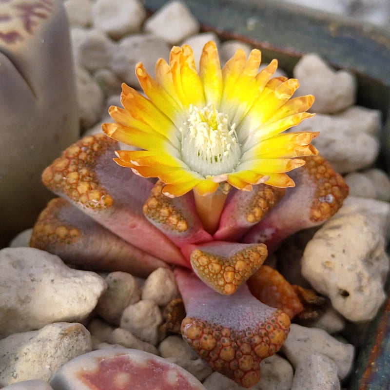 Sea Green Titanopsis Hugo-Schlechteri Flower seeds for Planting - Garden Favorite, Heirloom & GMO Free Seeds for Home Garden